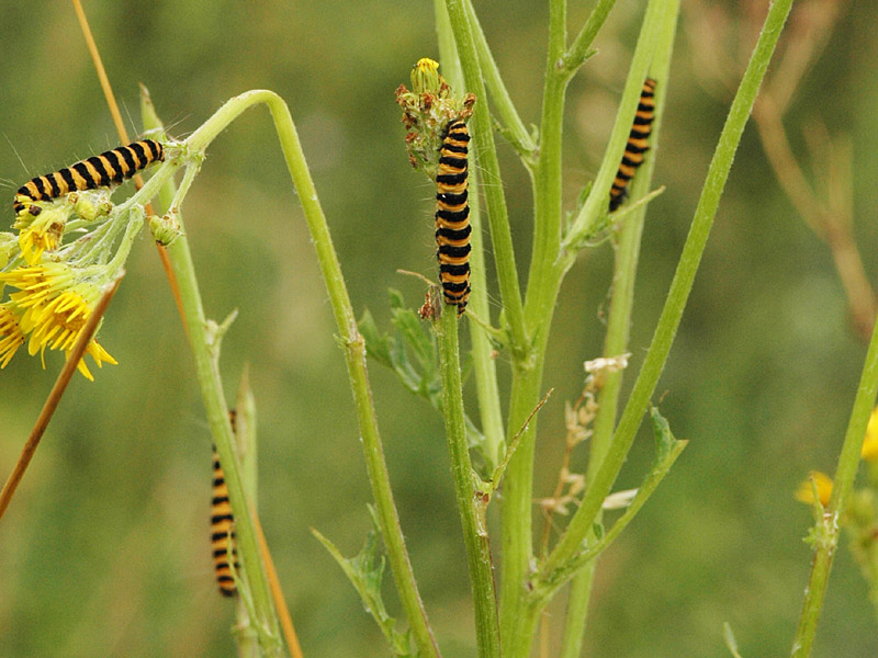 Tyria jacobaeae