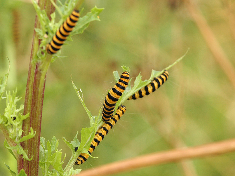 Tyria jacobaeae