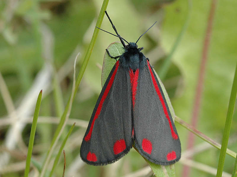 Tyria jacobaeae