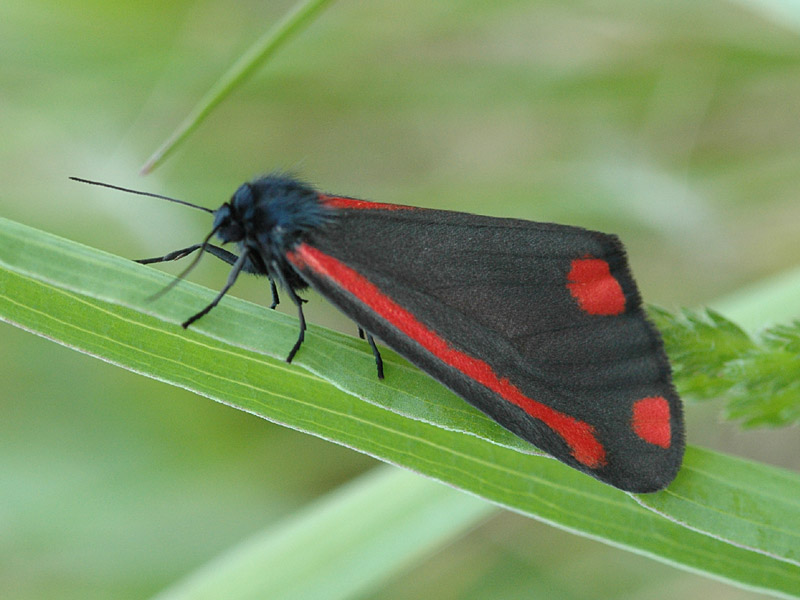 Tyria jacobaeae