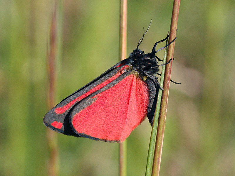 Tyria jacobaeae