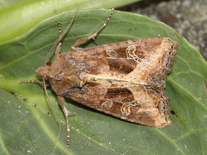 Helotropha leucostigma