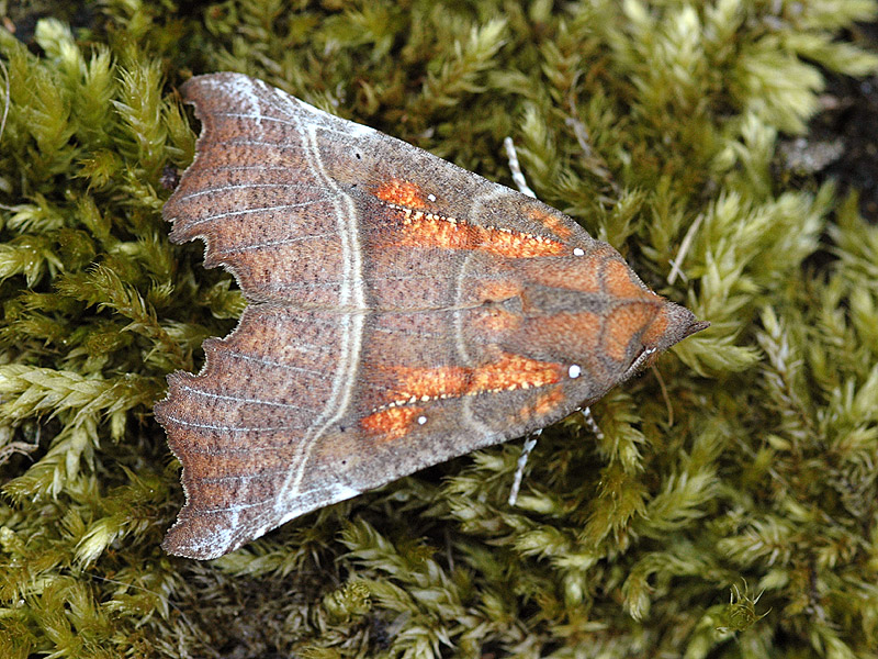 Scoliopteryx libatrix