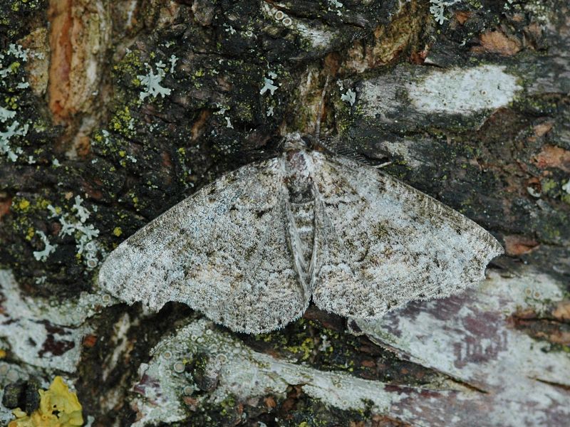 Cleorodes lichenaria