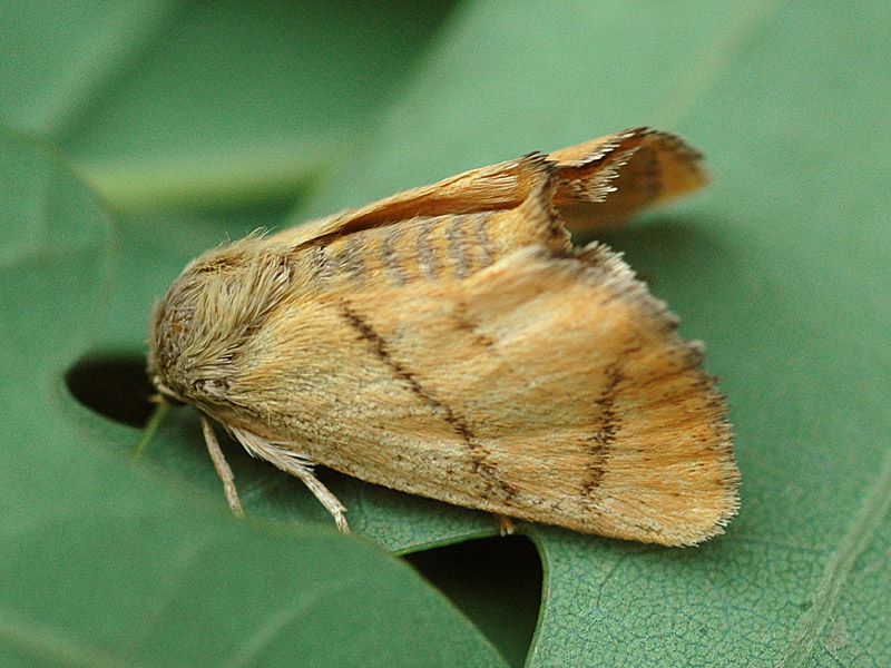 Apoda limacodes