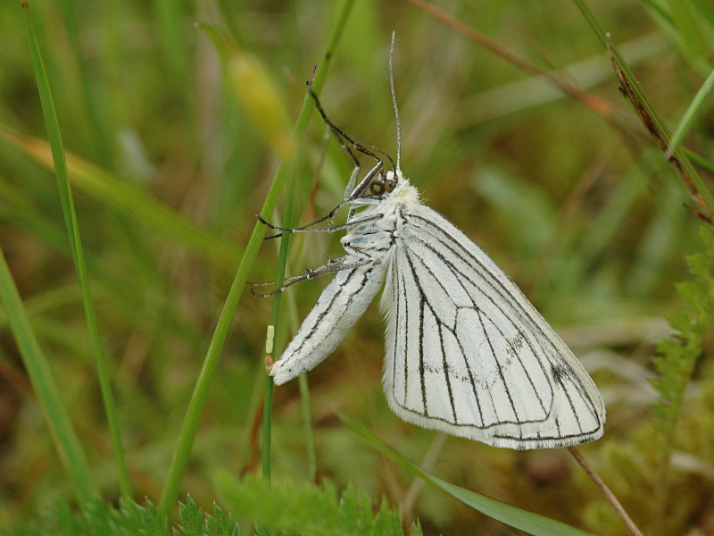 Siona lineata