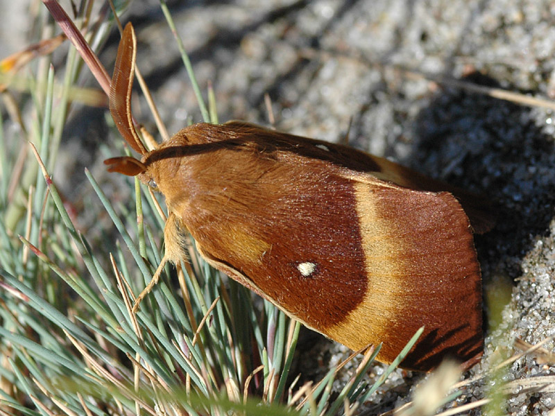 Lasiocampa quercus