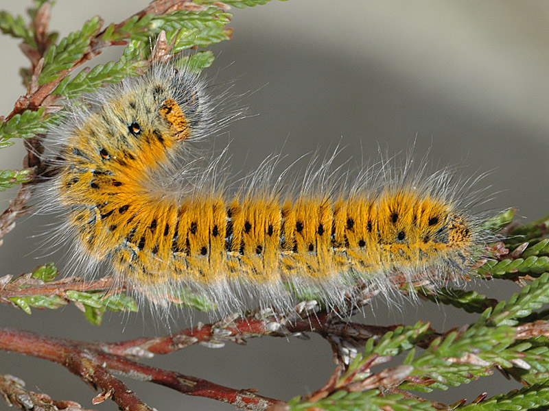 Lasiocampa trifolii