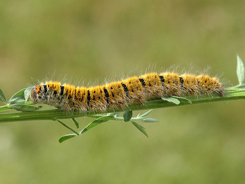 Lasiocampa trifolii