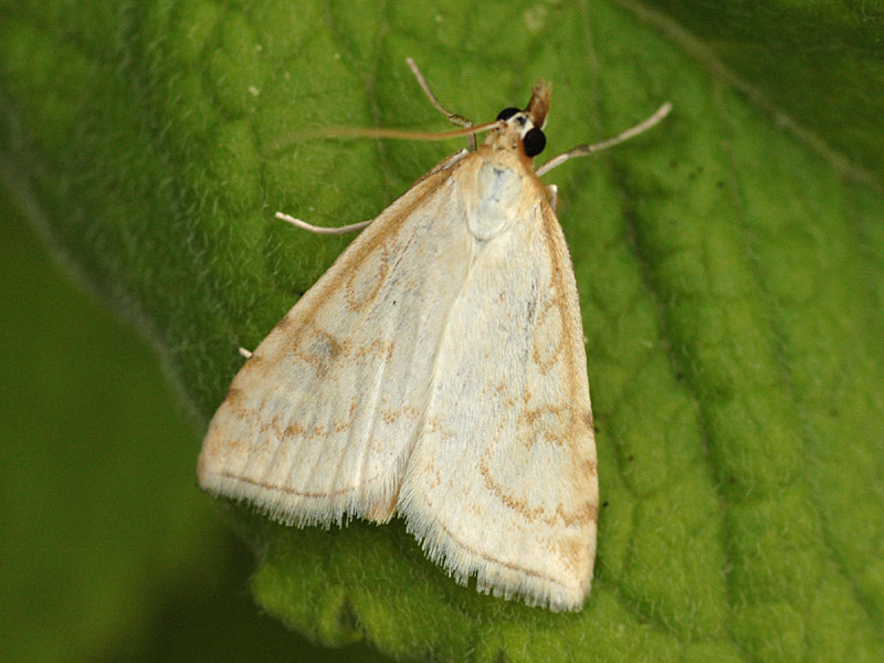 Udea lutealis