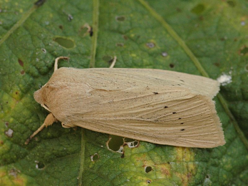 Rhizedra lutosa