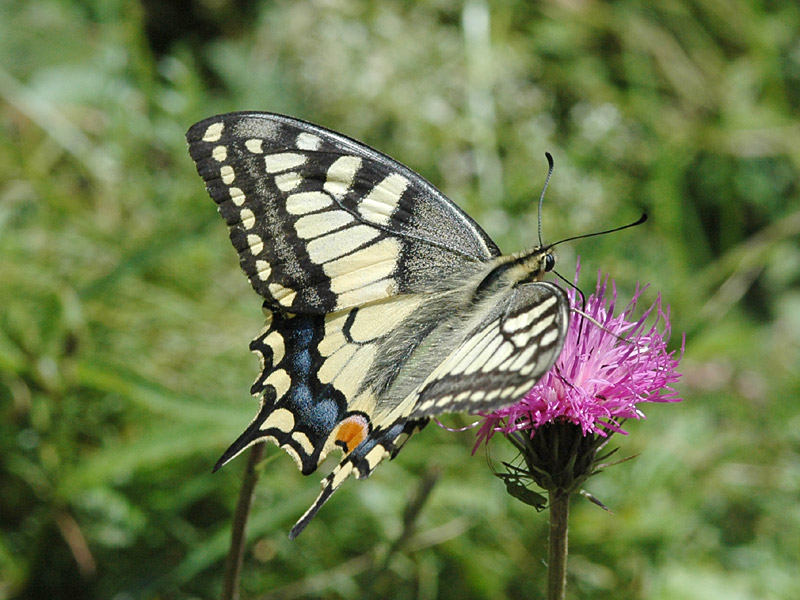 Papilio machaon