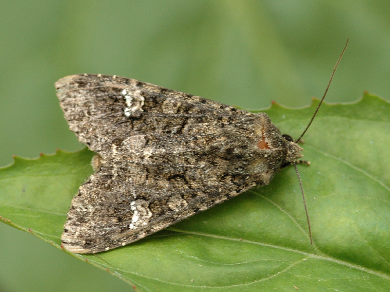 Mamestra brassicae