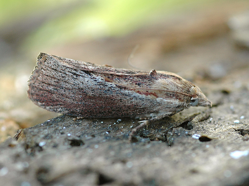 Galleria mellonella