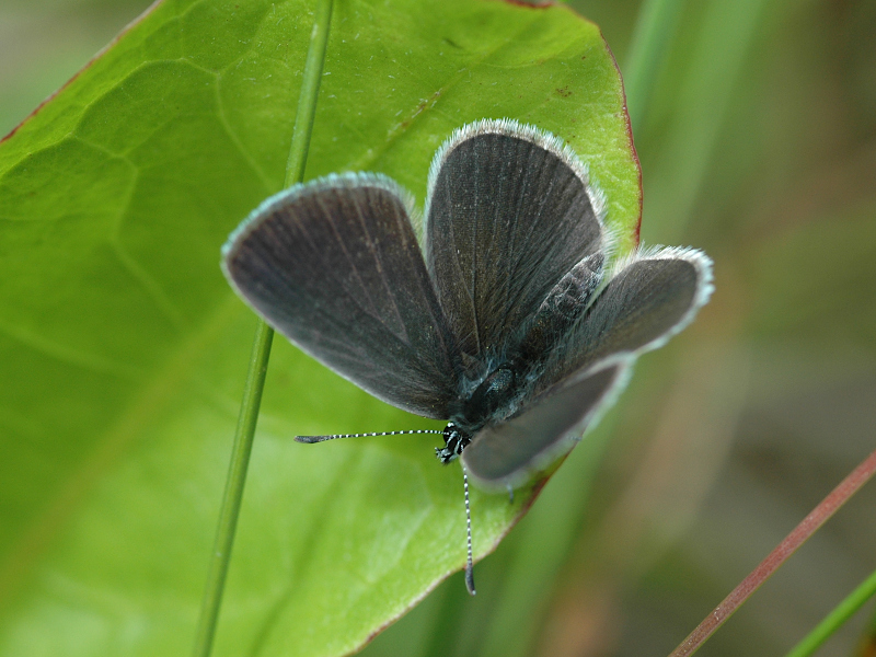 Cupido minimus