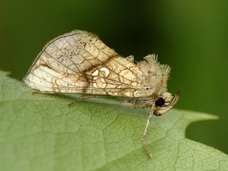 Polychrysia moneta