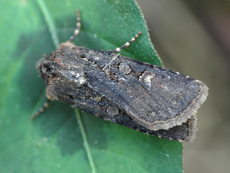 Euxoa nigricans