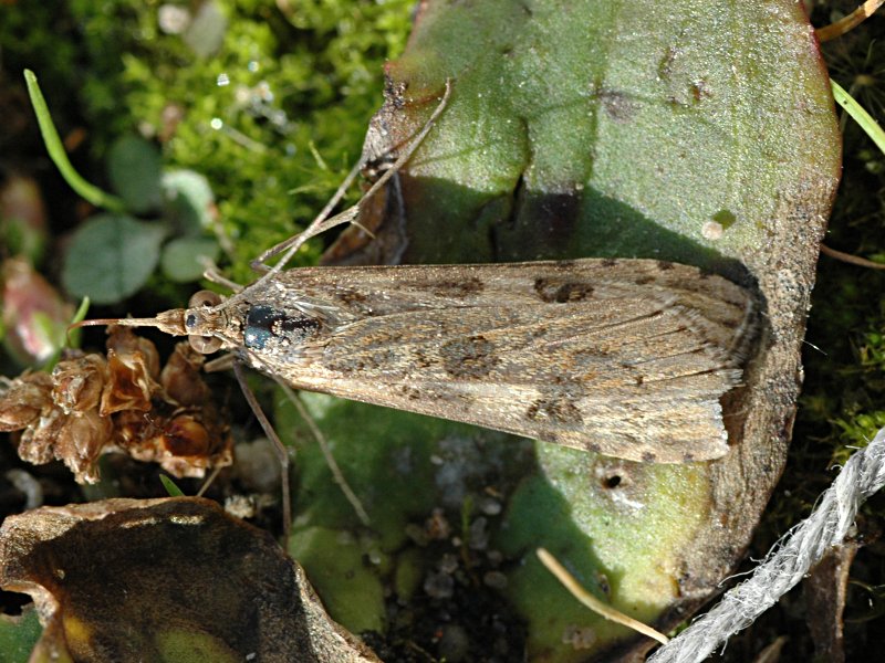 Nomophila noctuella