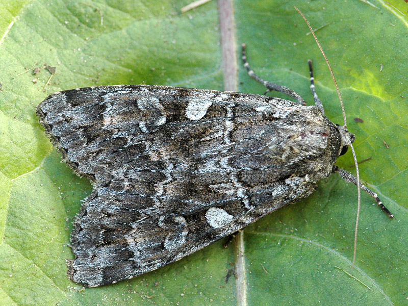 Eurois occulta