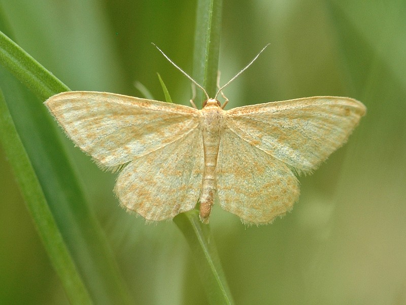 Idaea ochrata