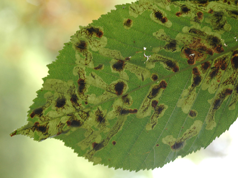 Cameraria ohridella