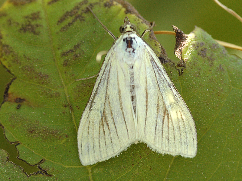 Sitochroa palealis