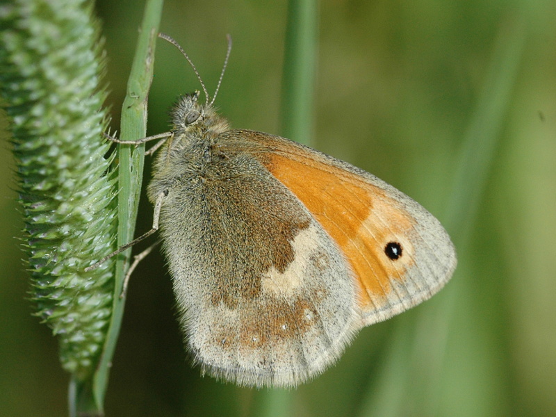 Coenonympha pamphilus