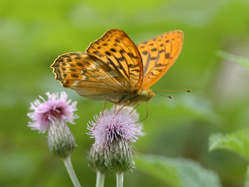 Argynnis paphia