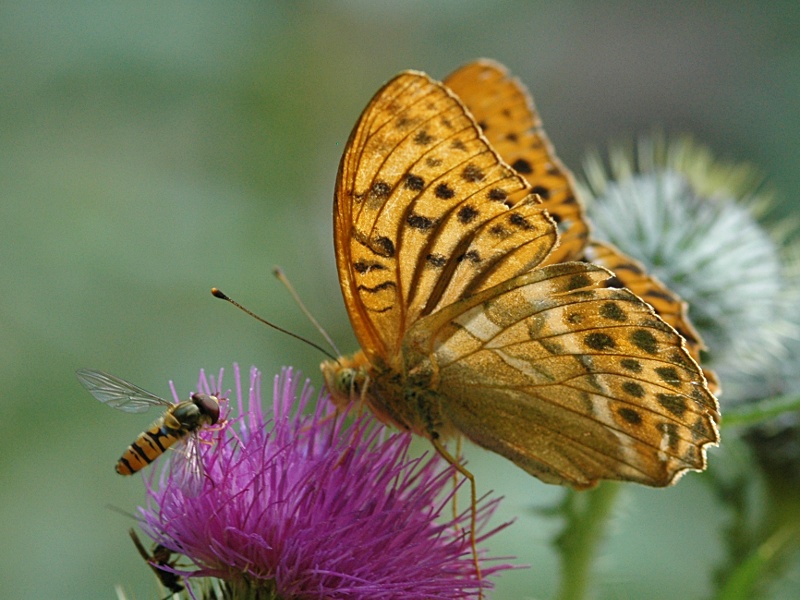 Argynnis paphia