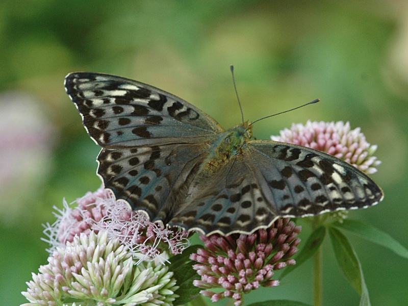 Argynnis paphia