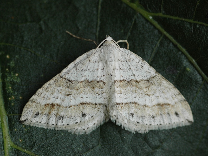 Mesotype parallelolineata