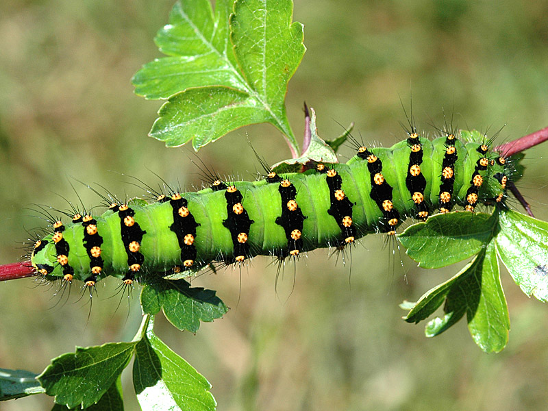 Saturnia pavonia