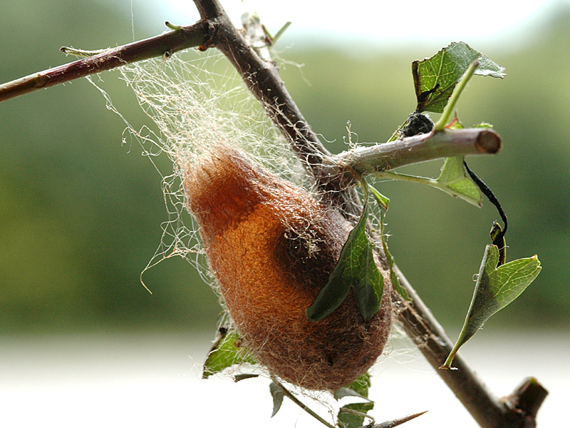 Saturnia pavonia