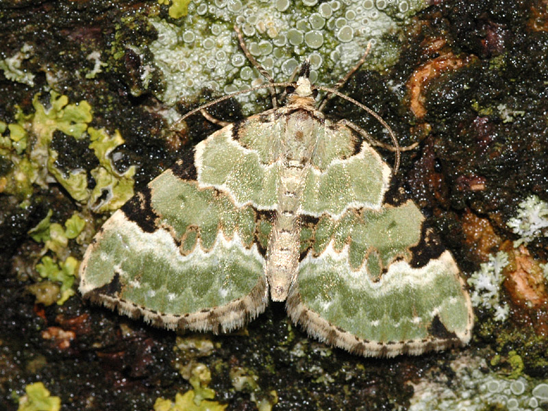 Colostygia pectinataria