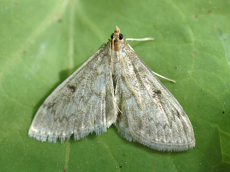 Anania perlucidalis