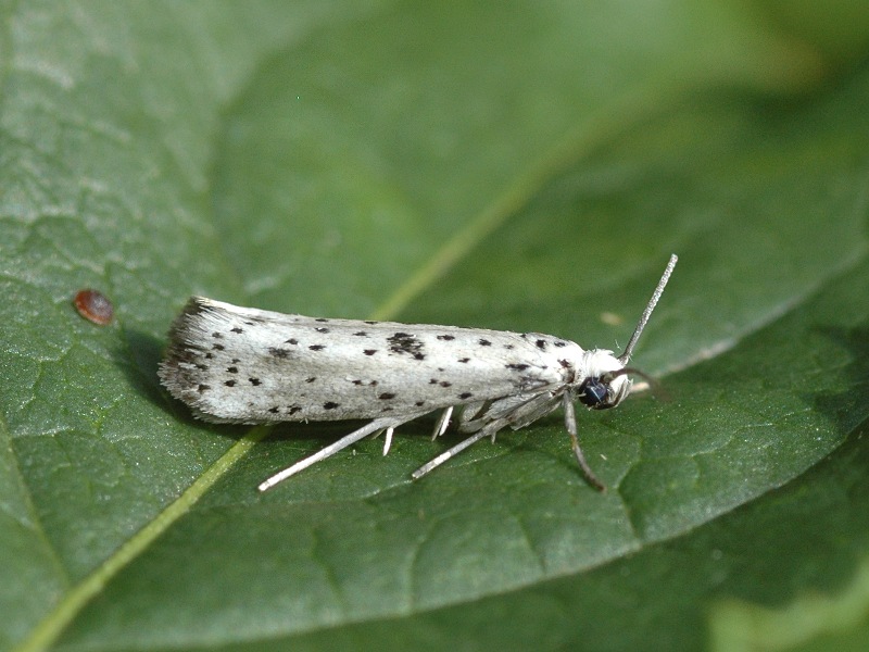 Yponomeuta plumbella