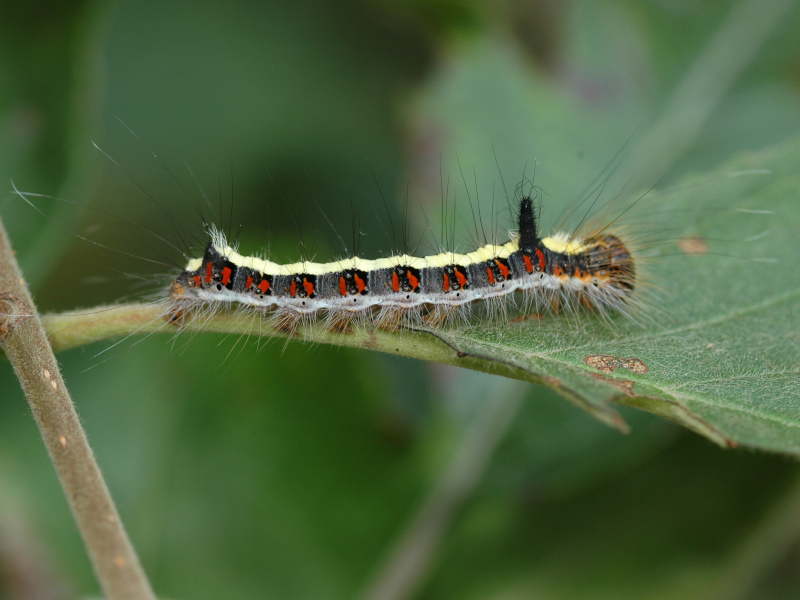 Acronicta psi