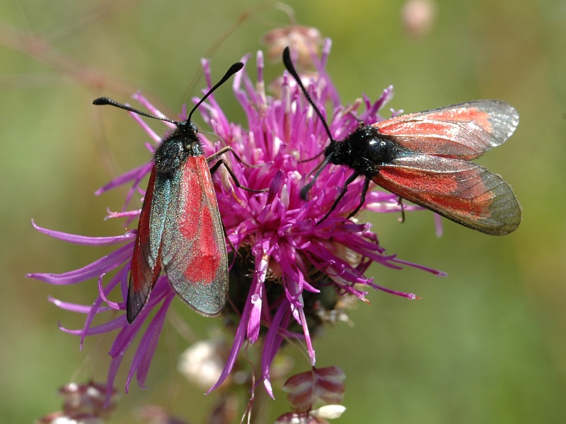 Zygaena purpuralis