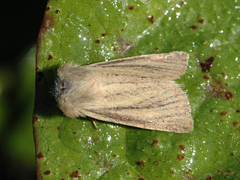 Denticullulus pygmina