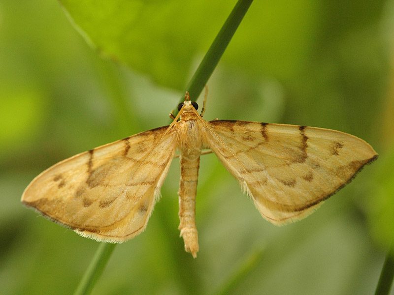 Gandaritis pyraliata