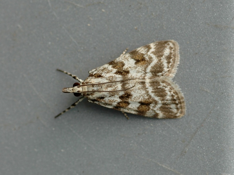 Scoparia pyralella