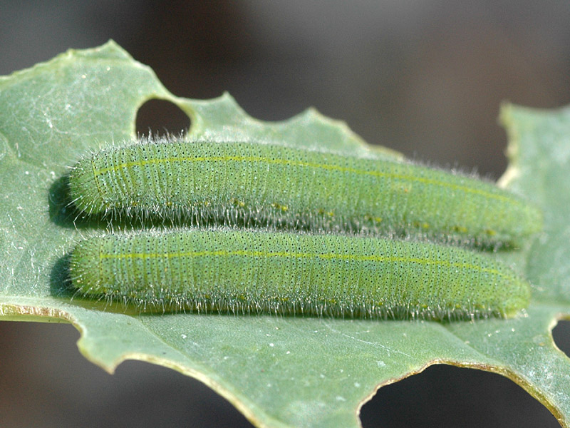 Pieris rapae