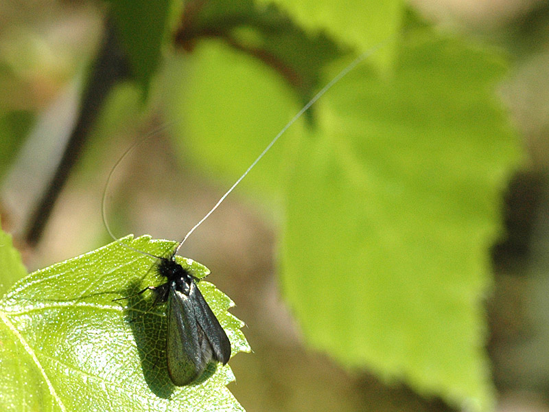 Adela reaumurella