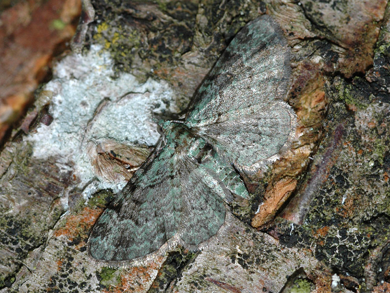 Pasiphila rectangulata