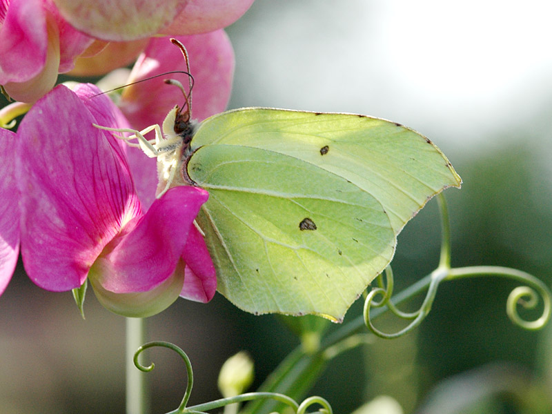 Gonepteryx rhamni