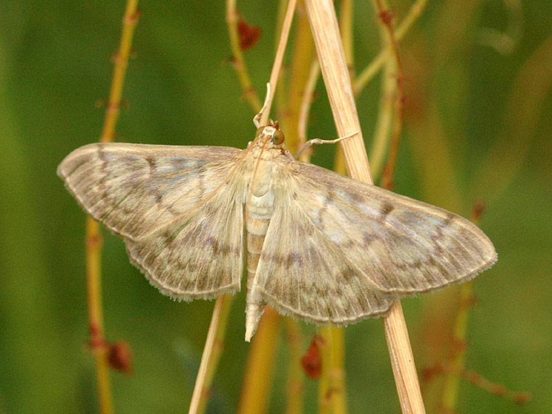 Patania ruralis