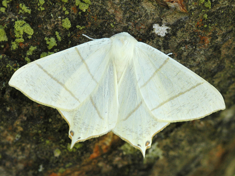 Ourapteryx sambucaria