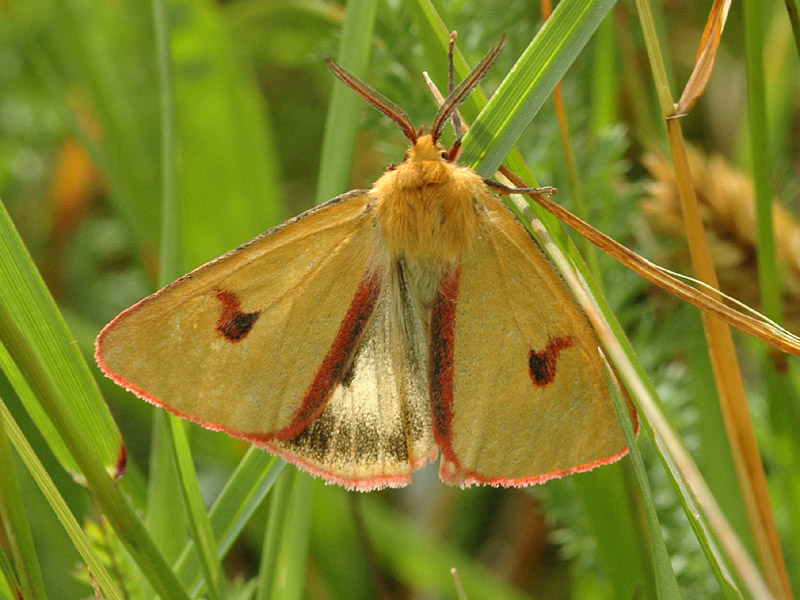 Diacrisia sannio