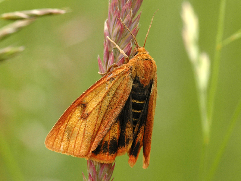 Diacrisia sannio