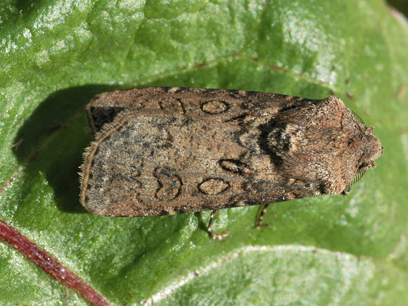 Agrotis segetum